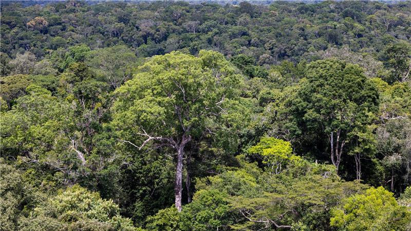 Bericht: Waldzerstörung geht immer schneller Bedroht: Ein Baum steht im Regenwald in Brasilien. (Archivbild)