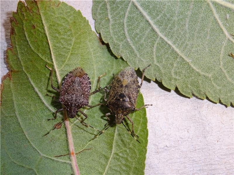 Altländer hoffen auf Bio-Waffen im Kampf gegen Stinkkäfer Bedrohung: Die Marmorierte Baumwanze (links) aus Asien ist erstmals im Alten Land gesichtet worden. Die europäische Graue Gartenwanze (rechts) liegt zur Unterscheidung auf dem Blatt. Foto: Weber/ Obstbauzentrum Esteburg