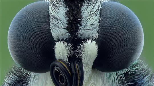 Beeindruckende Facettenaugen: Die Ausstellung „Alter Falter“ zeigt, wie Insekten sehen, hören, sich verständigen, leben - und was sie bedroht.