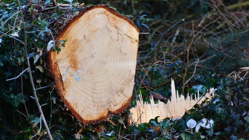 Bei Agathenburg wurden mehrere Bäume gefällt. (Symbolbild)