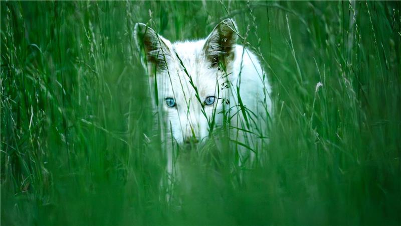 Fotograf entdeckt seltenen weißen Fuchs Bei Albinismus wären die Augen des jungen Fuchses rot - sie sind aber leuchtend blau.