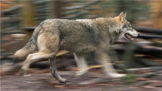 Bei Begegnungen mit dem Wildtier sollten Kinder wie Erwachsene zunächst Ruhe bewahren.