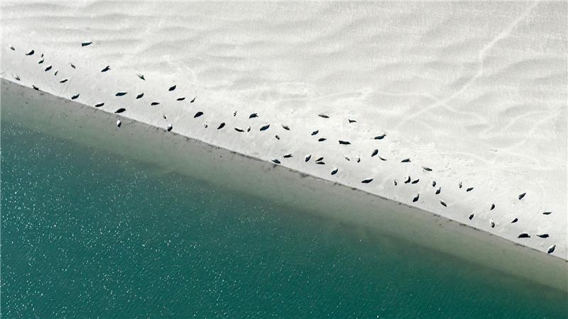 Flug zwischen Watt und Wolken – so werden Seehunde gezählt Bei Ebbe faulenzen viele Seehunde auf den Sandbänken.