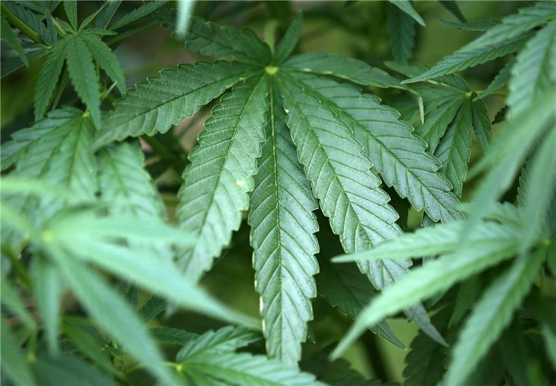 Bei Ermittlungen in drei Bundesländern hat die Polizei rund 500 Marihuanapflanzen sichergestellt. Symbolfoto: dpa