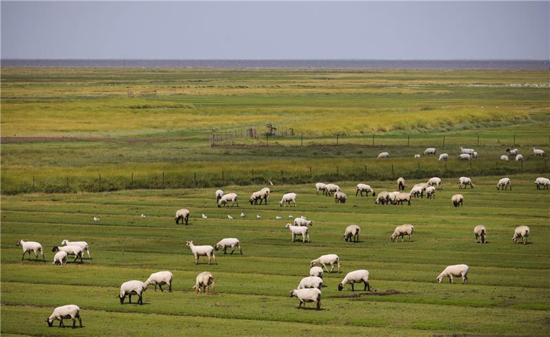 Behinderungen im Bahnverkehr nach Unfällen mit Tieren Bei Hattstedt in Nordfriesland ist ein Regionalzug in eine Schafherde gefahren (Symbolbild). Foto: Christian Charisius/dpa