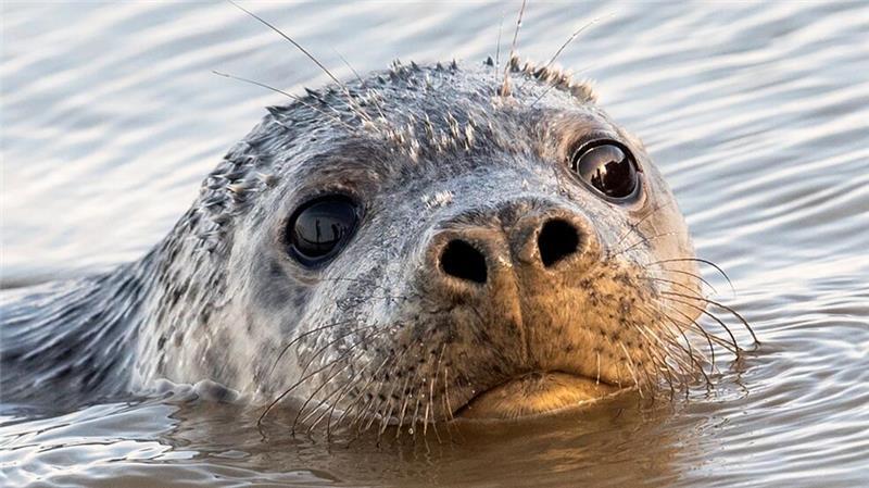 Bei Kegelrobben gibt es eine ungewöhnliche Häufung an Todesfällen. (Symbolbild)