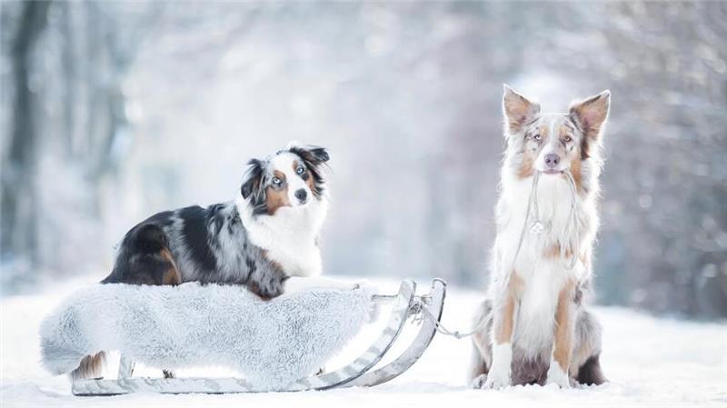 Bei Melanie Stötzel sind die Hunde Frieda und Heidi schon bereit für eine Schlittenfahrt im Harsefelder Braken.