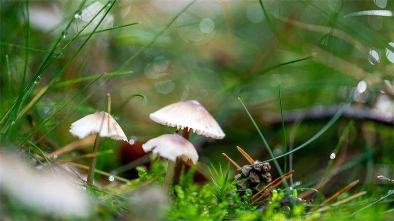 Bei Memmelsdorf in Unterfranken wachsen Helmlinge, während Regentropfen um sie herum in der Sonne glitzern.