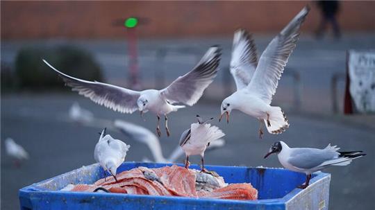 Bei Ostwind zieht der Geruch der Fischmehlproduktion in die Stadt - zum Ärger vieler Bürger. Damit soll bald Schluss sein.