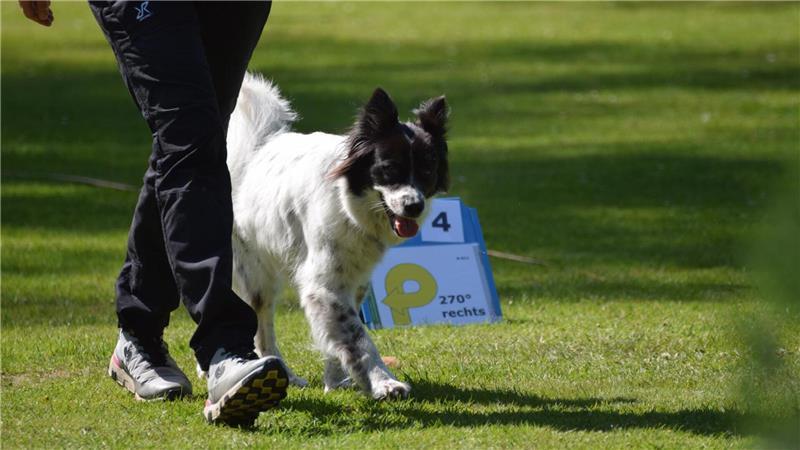 Bei Rally-Obedience geht es um die perfekte Mischung aus Kommunikation und Teamwork.