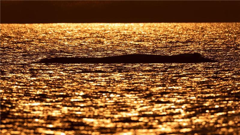 Bei Sonnenuntergang liegt der Buckelwal vor der Insel Poel.