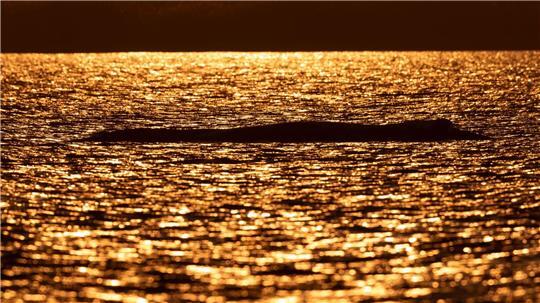 Bei Sonnenuntergang liegt der Buckelwal vor der Insel Poel.