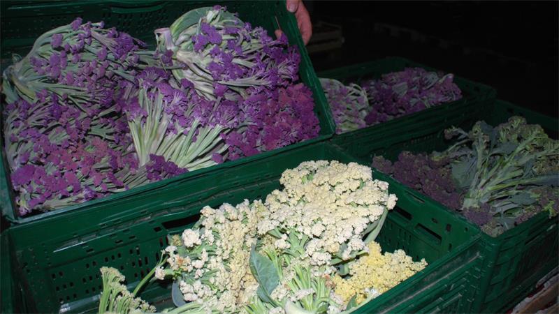 Kennen Sie schon lila Brokkoli? Seltenes Gemüse aus Buxtehude Bei Sterneköchen eine Spezialität: lila und weißer Brokkoli aus Buxtehude.