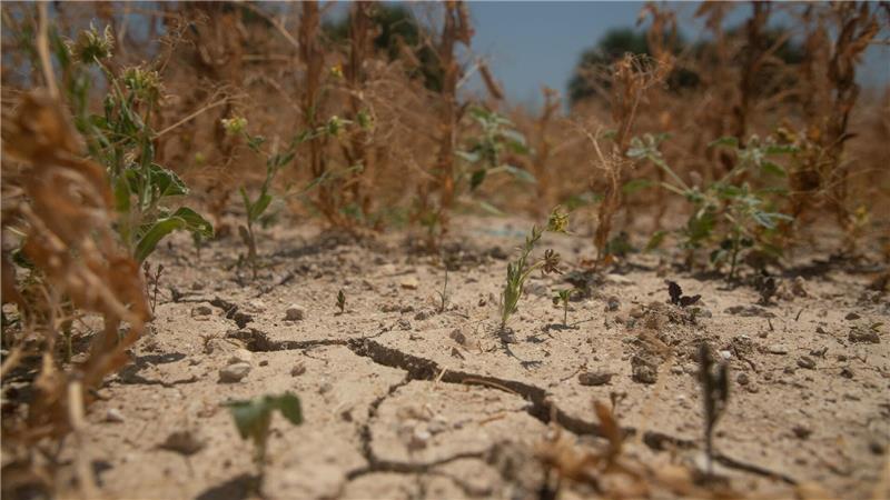 Bilder des Tages Bei Temperaturen bis 36 Grad im Schatten sind Felder in der Nähe des Dorfes Ariany auf Mallorca verdorrt und die trockene Erde reißt auf.