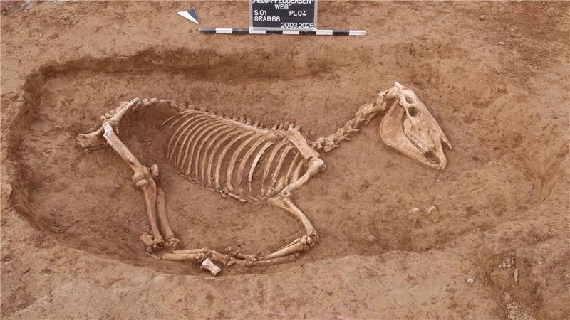 Römischer Pferdefriedhof in Stuttgart entdeckt Bei Untersuchungen in Stuttgart wird ein römischer Pferdefriedhof entdeckt.