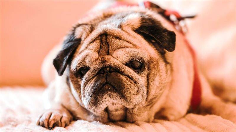 Mops Olli ist desorientiert – So leidet der Hund Bei älteren Hunden ist Demenz laut Experten weit verbreitet.