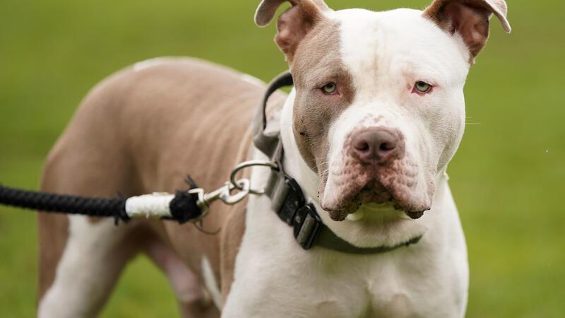 Mann stirbt nach Attacke durch eigenen Hund in Hamburger Krankenhaus Bei dem Hund handelt es sich um einen American Bully XL (Symbolbild).