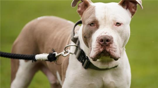 Bei dem Hund handelt es sich um einen American Bully XL (Symbolbild).