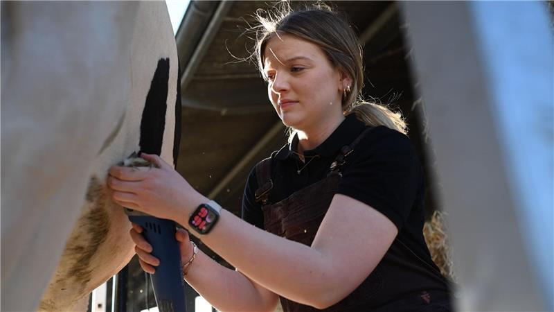 Bei dem Wettbewerb wird der Gesamteindruck der Kuh bewertet - daher kommt es auch auf das Aussehen an. 