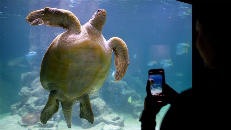 Meeresschildkröte Ernie teilt sich Aquarium-WG mit Haien Bei den Aquariumsgästen zählt Meeresschildkröte Ernie schon zu den Besucherlieblingen.
