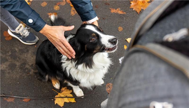 Bei den Hunden soll es sich um einen Australian Shepherd und einen Australian-Shepherd-Catdog-Mix handeln. (Illustration)