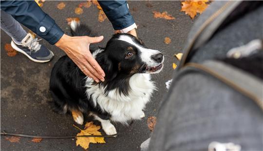 Bei den Hunden soll es sich um einen Australian Shepherd und einen Australian-Shepherd-Catdog-Mix handeln. (Illustration)