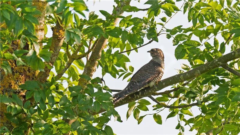 Bei den Kuckucken hört man in der Regel nur die Männchen rufen. (Symbolbild)