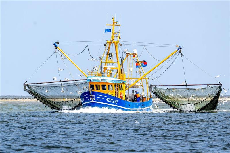 Verband: Fischereibranche steckt in der Krise Bei den Nordseekrabben ist der Verkauf in den vergangenen beiden Jahren um 40 Prozent eingebrochen.