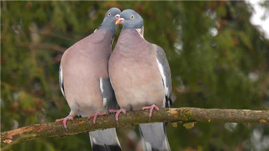 Bei den Ringeltauben scheint der nahende Frühling im Kreis Stade schon Gefühle freigesetzt zu haben.