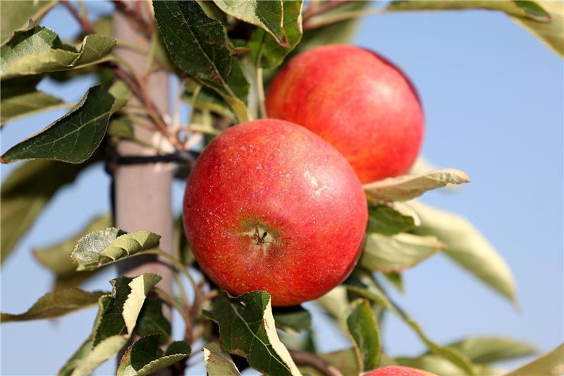 Elstar bleibt der Star der Äpfel Bei den Sorten behauptet der Elstar den ersten Platz - mit einem Anteil von 31,5 Prozent, gefolgt von Red Jonaprince (14,7 Prozent).