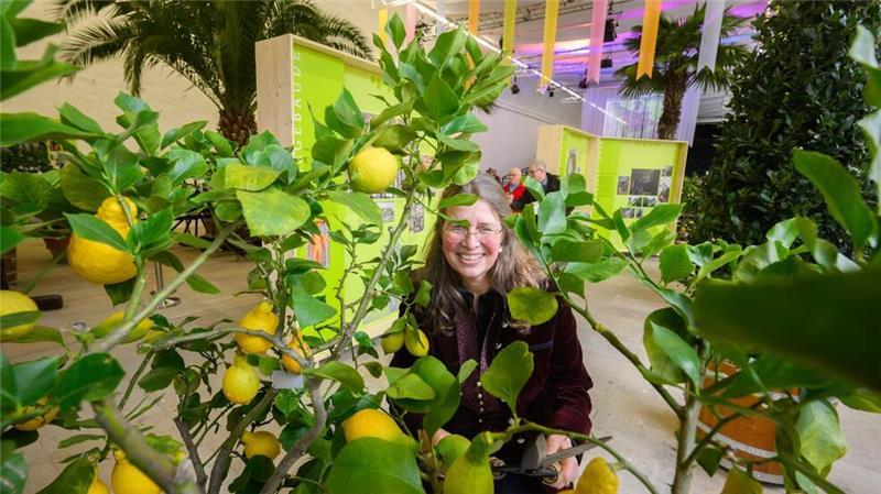 350. Geburtstag - Großer Garten startet ins Jubiläumsjahr Bei den Veranstaltungen zum 350. Geburtstag der Großen Gartens in Hannover spielen Zitrusfrüchte eine große Rolle.