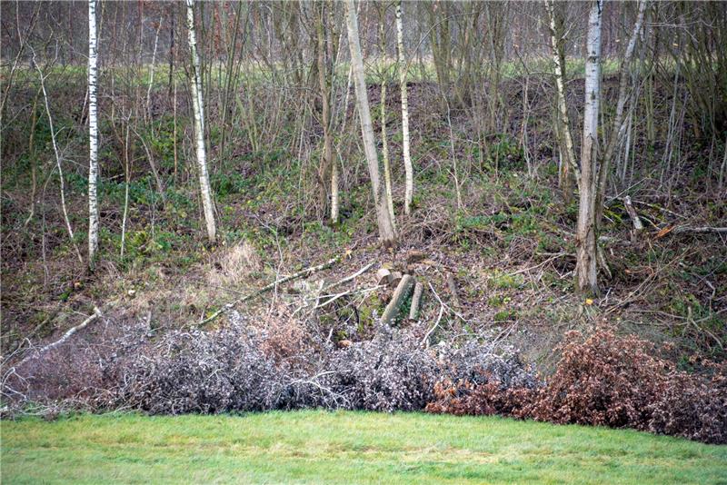 150 Bäume illegal im Auetal abgeholzt – Behörde ermittelt Bei den gefällten 150 Bäumen handelt es sich vor allem um Weiden und Erlen. Foto: JOTO