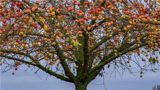 Bei den norddeutschen Obstbautagen werden Innovationen vorgestellt.
