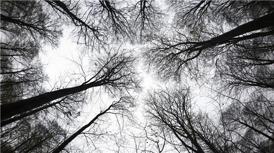 Bei der Absuche des abgelegenen Fundortes in dem Waldstück bei Deinste kamen Leichenspürhunde zum Einsatz. (Symbolbild)