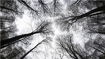 Bei der Absuche des abgelegenen Fundortes in dem Waldstück bei Deinste kamen Leichenspürhunde zum Einsatz. (Symbolbild)