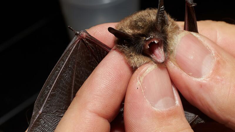 Achtung, Fledermäuse - Höhlen ab Herbst nicht mehr betreten Bei der „Batnight“ am 24. August dreht sich alles um die Fledermaus. (Archivbild)