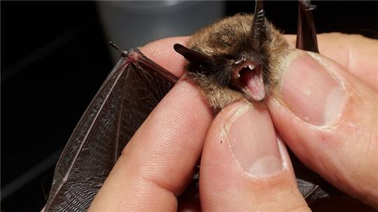 Bei der „Batnight“ am 24. August dreht sich alles um die Fledermaus. (Archivbild)