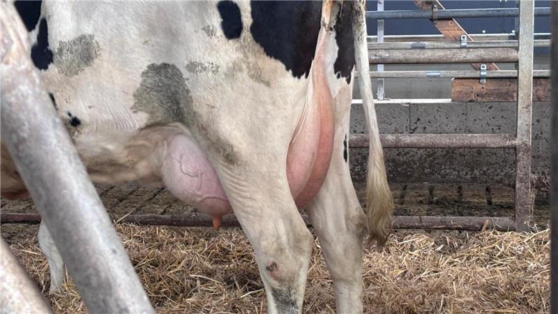 Bei der Beurteilung einer Milchkuh ist das Euter einer der wichtigsten Komponenten. Hier ist das Zentralband gut zu erkennen.