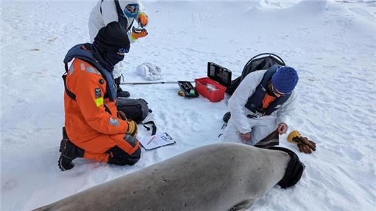 Bei der Easy-III-Expedition in der Ostantarktis werden Krill-fressende Robben besendert. Foto: AWI/Jack Beardsley