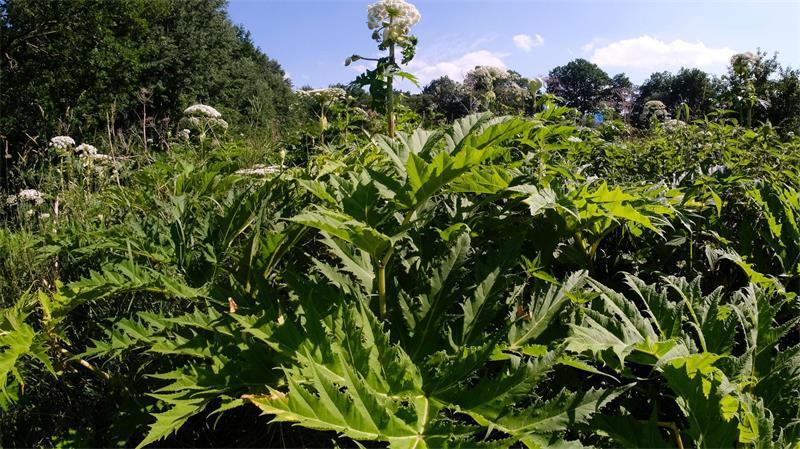 Nadelkraut und Co.: Wie problematische Arten bekämpft werden Bei der Entfernung des Riesenbärenklaus muss man vorsichtig sein (Archivbild).