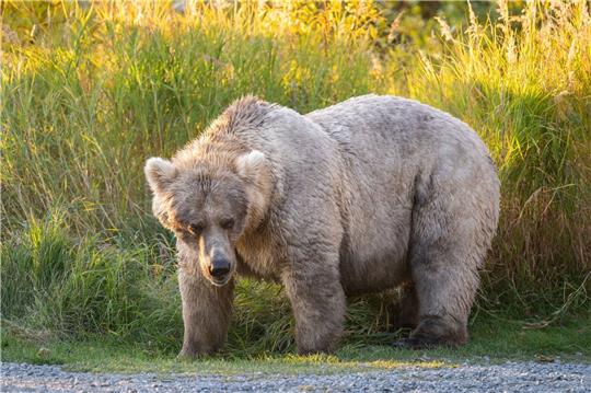 Bei der «Fat Bear»-Wahl in Alaska haben die dicksten Braunbären die besten Chancen auf den Titel.