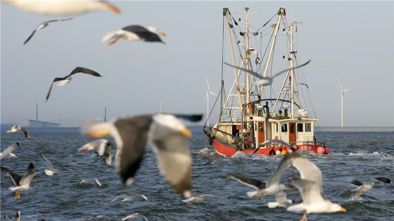 Möwen verfolgen einen Krabbenkutter auf der Ems.