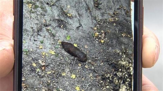 Bei der Kartoffelernte im Landkreis Osnabrück wurde eine Splitterbombe aus dem Zweiten Weltkrieg entdeckt.