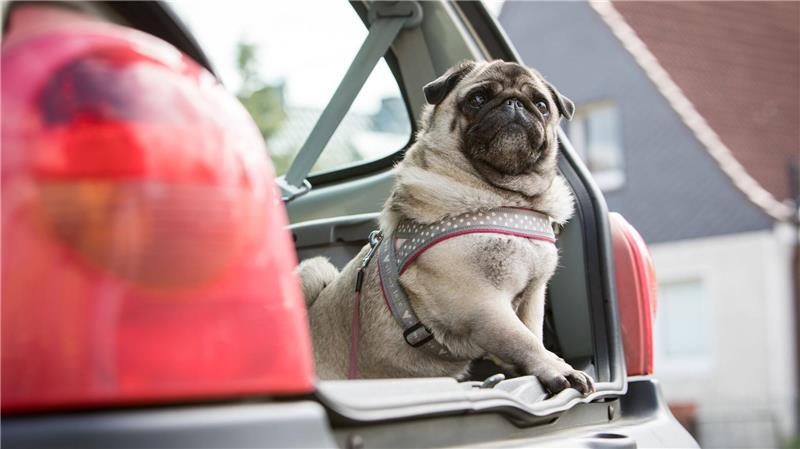 Bei der Reise mit dem Auto muss der Hund gesichert werden.