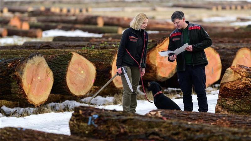 Bei der Versteigerung der Landesforsten werden Douglasie, Lärche und Kiefer angeboten. 