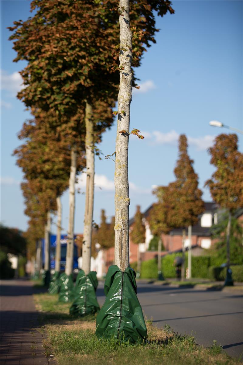 Bei der derzeitigen Rekordhitze bekommen viele Straßenbäume zu wenig Wasser. Foto: Friso Gentsch/dpa
