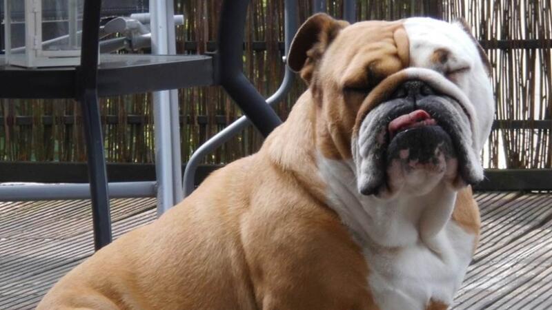 Schmerzen und Schäden: Himmelpfortener Tierärztin kämpft gegen Qualzucht Bei der englischen Bulldogge wurde die Nase zurückgezüchtet, nun passen Unterkiefer und Zunge nicht mehr zum Oberkiefer.
