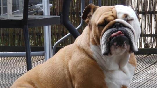Bei der englischen Bulldogge wurde die Nase zurückgezüchtet, nun passen Unterkiefer und Zunge nicht mehr zum Oberkiefer.