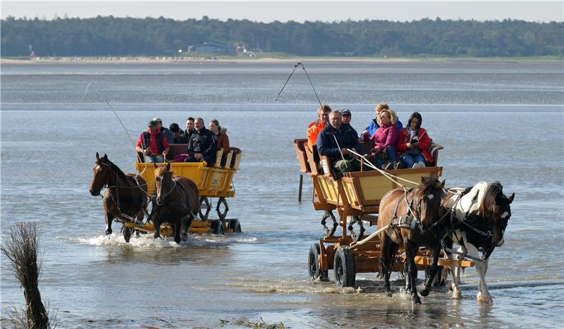 Diese Reitunfälle im Watt gab es in den vergangenen Jahren Bei der touristisch beliebten Wattwagenfahrt geht es in Kutschen durch das Watt zwischen Cuxhaven Duhnen und Neuwerk. Immer mal wieder kommt es dabei allerdings zu Unfällen. Foto: picture alliance/dpa
