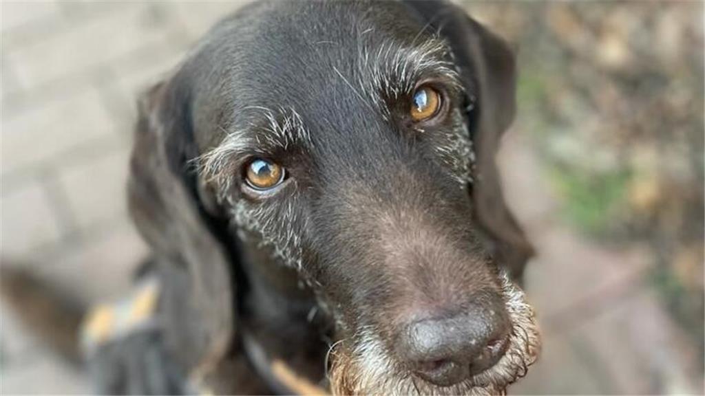 „Bei diesem Wetter schickt man doch keinen Hund vor die Tür. Und immer dieser Wi...
